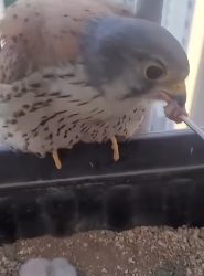 S2930008 One day, when woke up, found kestrel sleeping on my windowsill (Part 2)