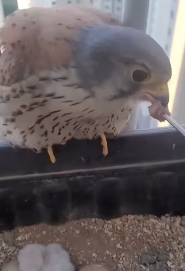 S2930008 One day, when woke up, found kestrel sleeping on my windowsill (Part 2)