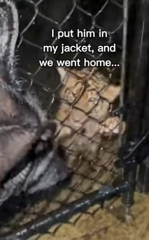 P2512008 Dog wanted to keep tiger cub (Part 2)