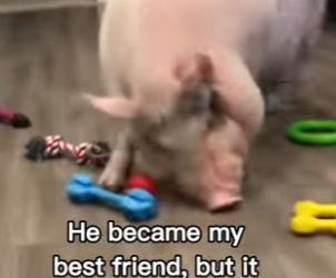 P2512007 Thank God pig lived long life (Part 2)