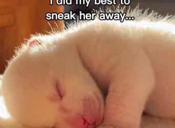 P2512012 Dog brings an albino bear home (Part 2)