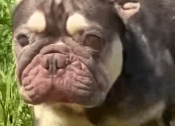 U0102005 muita falta de amor no coração abandonar cãezinhos assim no meio (Parte 2)