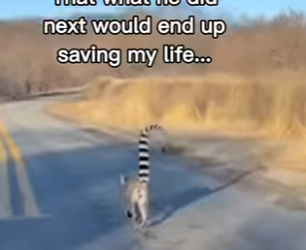 P2512001 How did lemur get in there (Part 2)