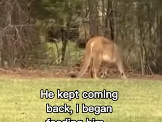 P2512011 Man saves mountain lion bear! (Part 2)