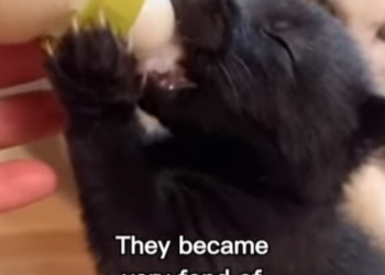 P2512003 My cat raised baby fox (Part 2)