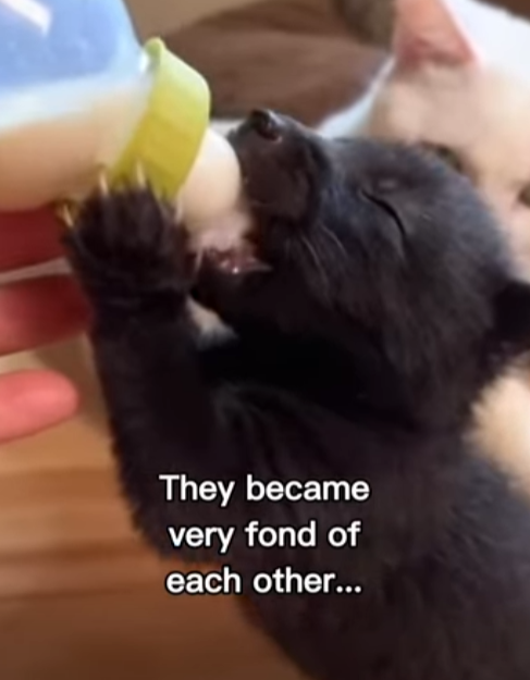 P2512003 My cat raised baby fox (Part 2)