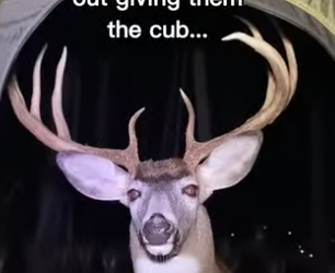 P2512010 real questions who roast apples (Part 2)