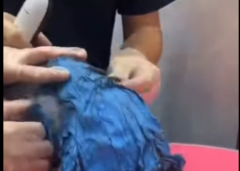 A2512006 cat was cruelly covered in paint (Parte 2)