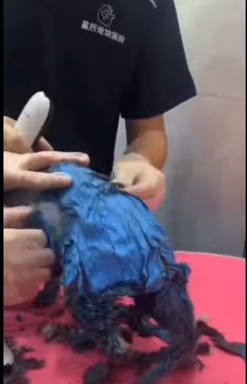 A2512006 cat was cruelly covered in paint (Parte 2)