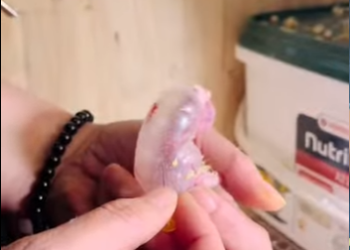 A2512007 little parrot airbag was damaged (Parte 2)