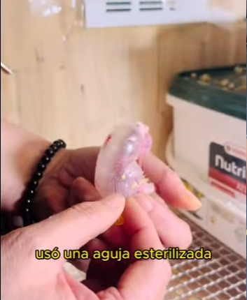 A2512007 little parrot airbag was damaged (Parte 2)