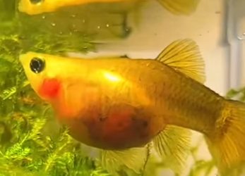 A2512005 Dystocia guppy (Parte 2)