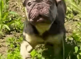 U0102005 muita falta de amor no coração abandonar cãezinhos assim no meio (Parte 2)