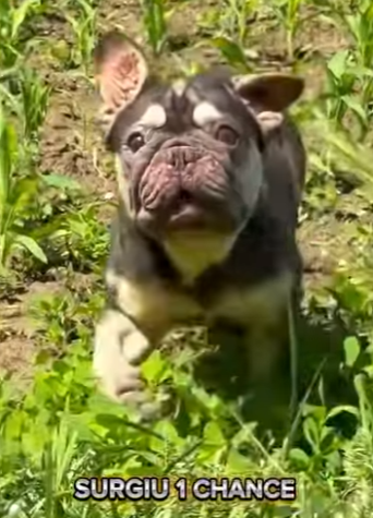 U0102005 muita falta de amor no coração abandonar cãezinhos assim no meio (Parte 2)