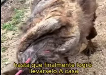 A2512004 dog was imprisoned three years (Parte 2)