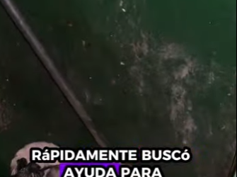 A2512003 Gatito rescatado (Parte 2)