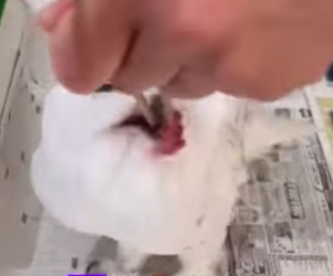 A2512002 Rescate del búho nival (Parte 2)