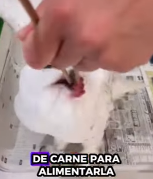 A2512002 Rescate del búho nival (Parte 2)