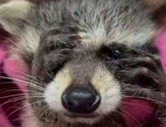 A2512001 Rescatar mapaches (Parte 2)