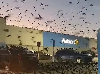 G2512012 Datos de Animales que Estabas (Parte 2)