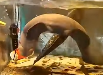 G2512014 Animales de Los Que No Puedes (Parte 2)