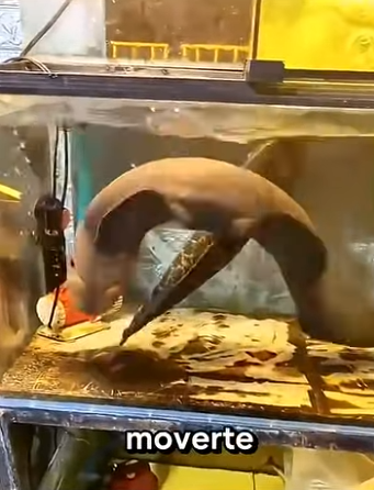 G2512014 Animales de Los Que No Puedes (Parte 2)