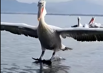 G2512010 Datos de Animales que vas Aprender Hoy (Parte 2)