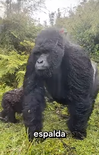 G2512011 Datos de Animales que Estabas (Parte 2)