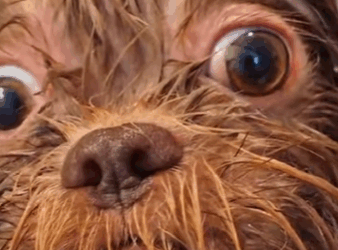 U0102008_encontramos em uma caçamba de entulho cãozinho resgatado (Part 2)