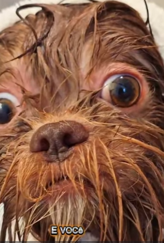 U0102008_encontramos em uma caçamba de entulho cãozinho resgatado (Part 2)