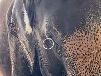 G2512005 Datos de Animales que No Debieron Salir la Luz (Parte 2)