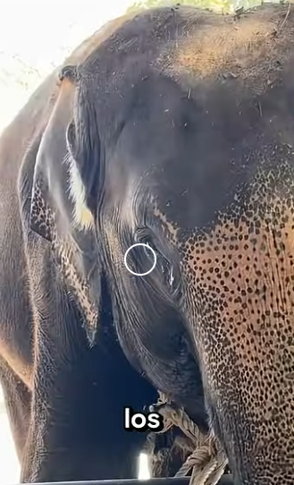 G2512005 Datos de Animales que No Debieron Salir la Luz (Parte 2)