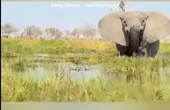 G2512001 La realidad se Los Safaris en Africa (Parte 2)