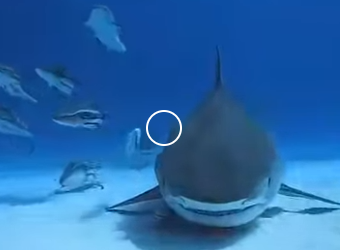 G2512006 Datos de Animales Que Nadie Se Cree (Parte 2)