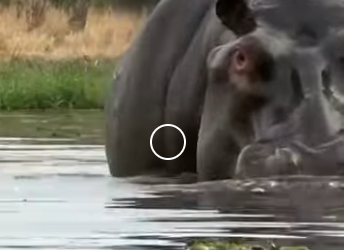 G2512003 Datos de Animales Que Ponen Los Pelos de Punta (Parte 2)