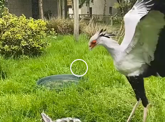 G2512004 Datos de Animales part2