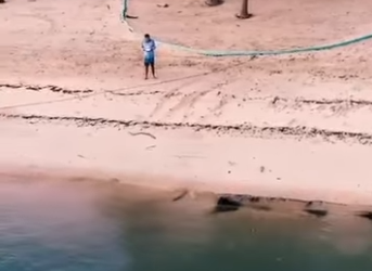 G2512013 Animales Que por Su Curiosidad te Pueden Matar (Parte 2)