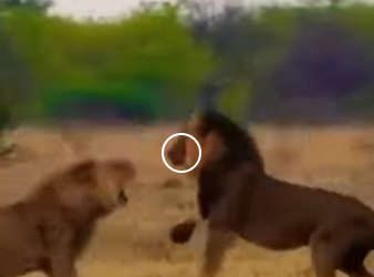 G2512007 Datos Animales Ocultados por Mucho Tiempo (Parte 2)