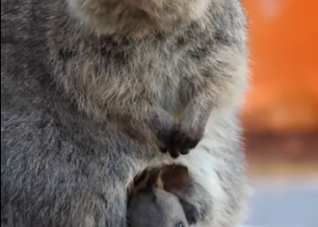 G2512002 Datos de Animales Ocultos en (Parte 2)