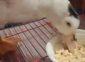 Y2512004 rescued duck bullied by black swan (Part 2)