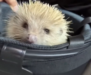 Y2512007 Found dazed hedgehog adopted him (Part 2)