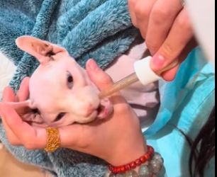 Y2512008 rescued an abandoned,skin bones Sphynx cat (Part 2)