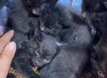 Y2512003 Black cats are best!!! (Part 2)