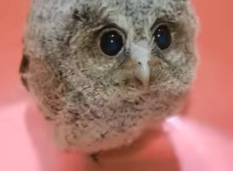 Y2512010 trapped owl flew to my house help (Part 2)