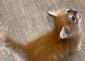 Y2512001 Rescued an Orange Puffball Storm (Part 2)