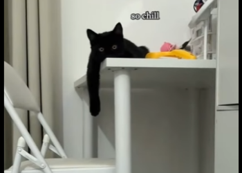 Y2512005 Black kittens bring good luck (Part 2)