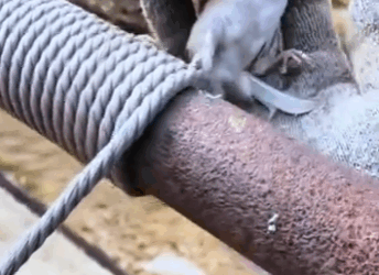 R3412001Gorriones de rescate (Parte 2)