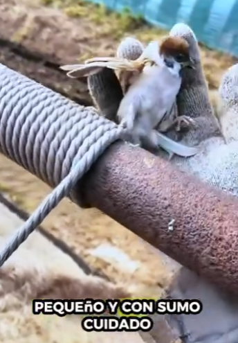 R3412001Gorriones de rescate (Parte 2)