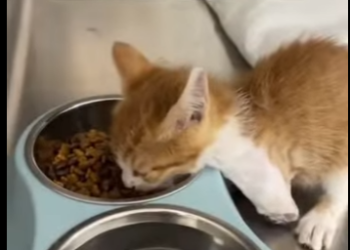 Y2512012 She rescued kitten on brink of death,and then (Part 2)