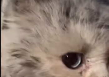 Y2512006 Adopted super cute white kitten! (Part 2)